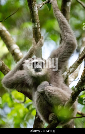 Femelle adulte de gibbon argenté sauvage avec l'enfant. Banque D'Images