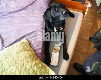 K9 Police search dog trouve une boîte de balles au cours d'une perquisition, Detroit, Michigan, USA Banque D'Images