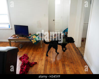 Chien de police K9 recherche une chambre, Detroit, Michigan, USA Banque D'Images