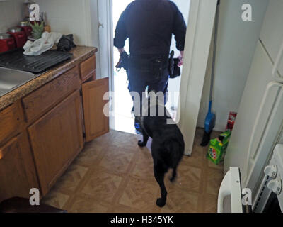 Chien de police K9 recherche une maison rechercher, Detroit, Michigan, USA Banque D'Images