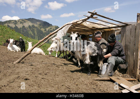 Les éleveurs sont chèvres laitières pour fabriquer du fromage dans une bergerie en montagnes Rodnei, Roumanie Banque D'Images