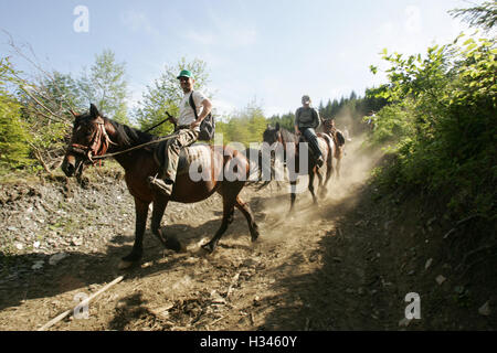 Les touristes sont l'équitation sur une vallée de la montagnes Rodnei, Roumanie Banque D'Images