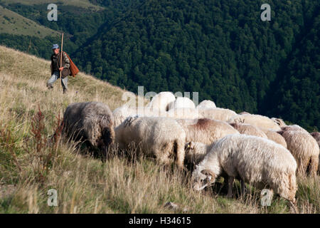 Les moutons paissent sur les pâturages de Baiului - montagnes des Carpates en Roumanie. Banque D'Images