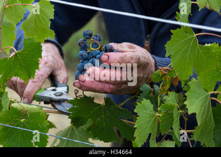 Vendemmia, vendange en val d'Orcia, Montepulciano, Sienne, Italie, pour le Vino Nobile, Contuccy un vignoble cave Banque D'Images