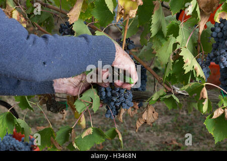 Vendemmia, vendange en val d'Orcia, Montepulciano, Sienne, Italie, pour le Vino Nobile, Contuccy un vignoble cave Banque D'Images