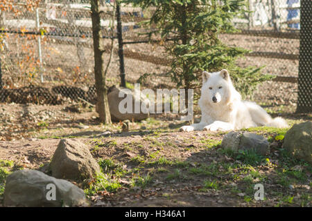 Seul le loup arctique (Canis lupus arctos) dans l'enceinte du Zoo Banque D'Images