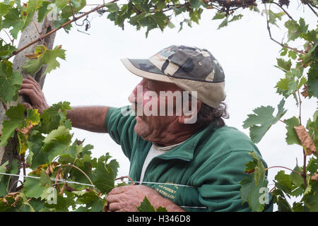 Vendemmia, vendange en val d'Orcia, Montepulciano, Sienne, Italie, pour le Vino Nobile, Contuccy un vignoble cave Banque D'Images