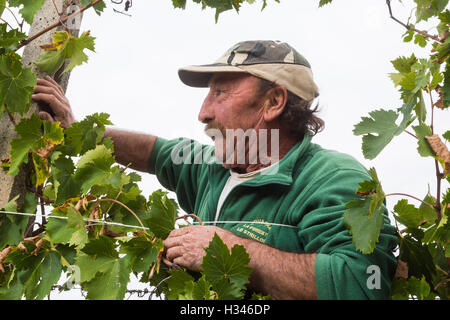 Vendemmia, vendange en val d'Orcia, Montepulciano, Sienne, Italie, pour le Vino Nobile, Contuccy un vignoble cave Banque D'Images