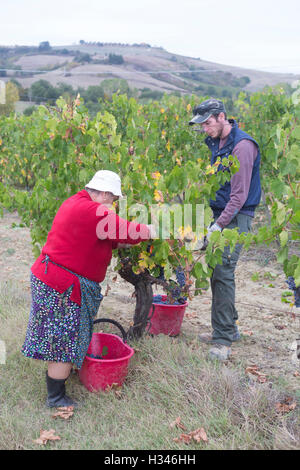 Vendemmia, vendange en val d'Orcia, Montepulciano, Sienne, Italie, pour le Vino Nobile, Contuccy un vignoble cave Banque D'Images