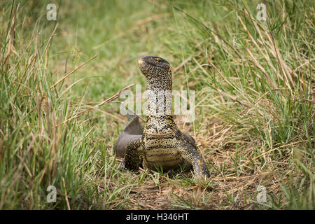 Moniteur du Nil (Varanus niloticus) Standing Tall grass en compensation, Okavango Delta, Botswana Banque D'Images