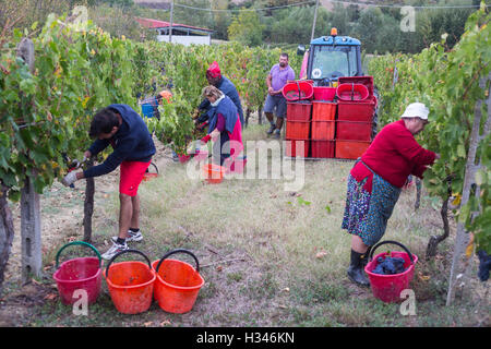 Vendemmia, vendange en val d'Orcia, Montepulciano, Sienne, Italie, pour le Vino Nobile, Contuccy un vignoble cave Banque D'Images