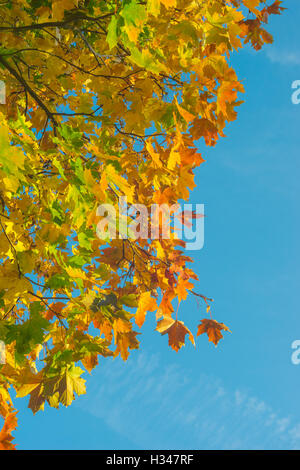 La frontière de l'automne. Feuilles d'érable colorées sur fond de ciel bleu. Composition verticale Banque D'Images