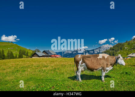 L'alimentation de la vache laitière dans l'herbe fraîche Alpes autrichiennes Hill Banque D'Images