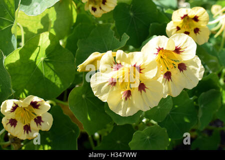 Tropaeolum minus, la fleur de capucine naine. Banque D'Images