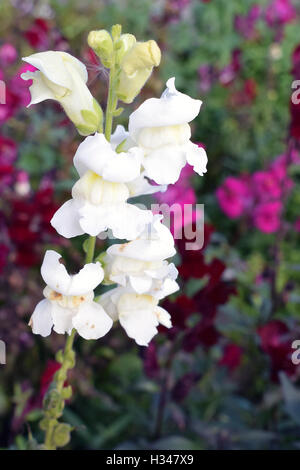 Common snapdragon Antirrhinum majus, fleur Banque D'Images