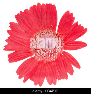 Fleur gerbera rouge enfoncé isolated Banque D'Images