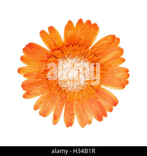 Tête fleur pressée gerbera orange isolé Banque D'Images