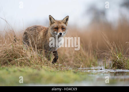 Red Fox / Rotfuchs ( Vulpes vulpes ) la chasse dans les marais, les montres avec attention, peu impressionnant point de vue, la chasse, l'Europe. Banque D'Images