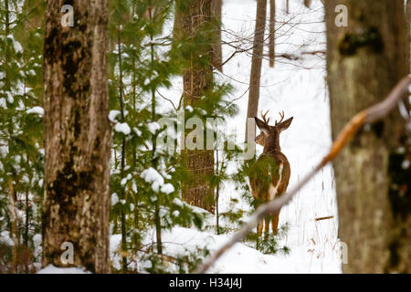 Young Buck Whitetail alerte permanent dans un bois rempli de neige. Banque D'Images