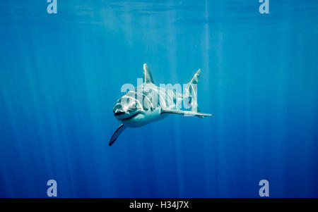 Grand requin blanc nager dans le bleu de l'océan Pacifique à l'île de Guadalupe au Mexique sous les rayons du soleil Banque D'Images