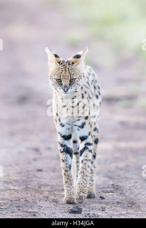Serval (Leptailurus serval (Felis serval), debout dans la lumière du matin à Savannah, Parc National de Masai Mara, Kenya. Banque D'Images