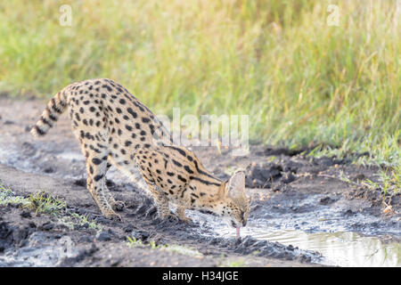 Serval (Leptailurus serval (Felis serval), l'eau potable dans la lumière du matin, Parc National de Masai Mara, Kenya. Banque D'Images