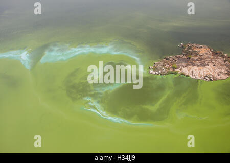 Vue aérienne du lac Victoria , floraison d'algues bleu-vert Banque D'Images