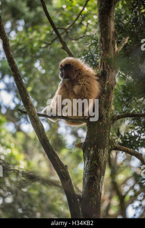 Gibbons dans un arbre, Monkeyland Primate Sanctuary, Plettenberg Bay, Afrique du Sud Banque D'Images