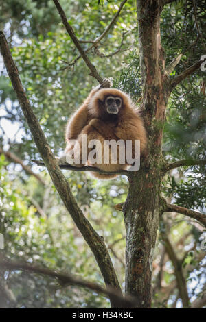 Gibbons dans un arbre, Monkeyland Primate Sanctuary, Plettenberg Bay, Afrique du Sud Banque D'Images