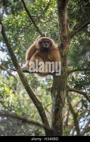 Gibbons dans un arbre, Monkeyland Primate Sanctuary, Plettenberg Bay, Afrique du Sud Banque D'Images