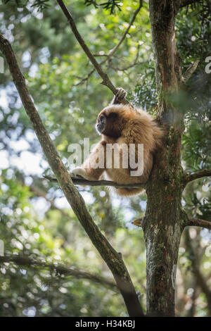 Gibbons dans un arbre, Monkeyland Primate Sanctuary, Plettenberg Bay, Afrique du Sud Banque D'Images