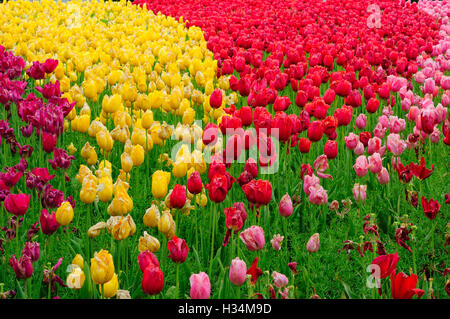 Un champ de tulipes multicolores fading mourir au début du printemps dans les jardins de fleurs de Shanghai à Shanghai Chine Port. Banque D'Images