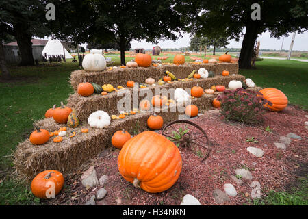 Pumpkins sur l'affichage à un marché à la ferme dans le nord de l'Illinois. Banque D'Images