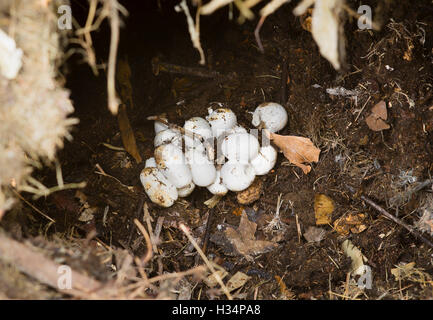 Oeufs d'une couleuvre découvert accidentellement à la base du tas de compost mature et enterré Banque D'Images