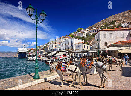 Mules et chevaux au port d''Hydra, l'île d'Hydra, Attique, Grèce. Il n'y a pas de véhicules autorisés sur l'île Banque D'Images