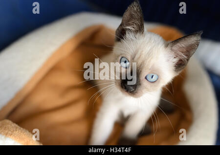 Kitten Cat est un adorable chaton Siamois à jusqu'à vous les yeux d'un bleu profond. Banque D'Images