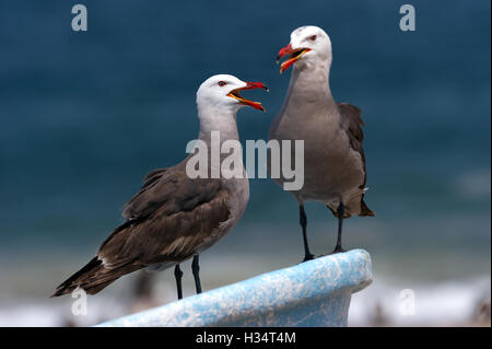 Les mouettes sont deux oiseaux assis sur un bateau l'appel de la mer. Banque D'Images