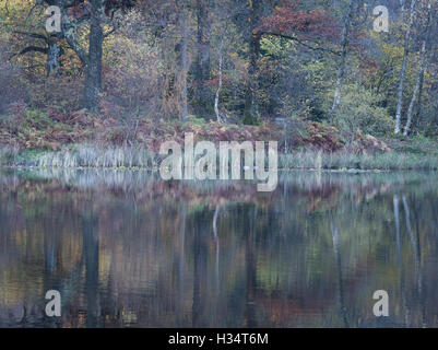 Automne couleur reflète dans Yew Tree Tarn dans le Lake District National Park Banque D'Images