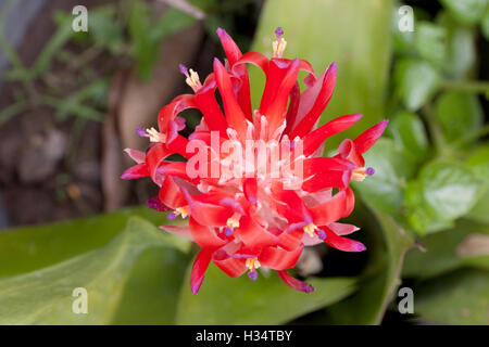 Billbergia Bromelia Kyoto et la floraison des plantes ornementales. Couleur rouge ornement une plante en fleurs Banque D'Images