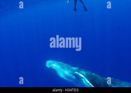 Baleine à bosse en dessous du mollet Snorkeler à Vava'u, Royaume des Tonga Banque D'Images