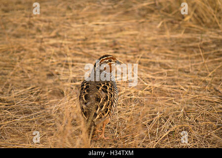 Bush jungle caille, perdicula asiatica, ranthambhore tiger reserve, périphérie, Rajasthan, Inde Banque D'Images