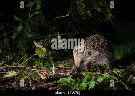 Oxford, UK. 5 octobre, 2016. Un hérisson étudie une limace dans un jardin. Une fois le hérisson commun est aujourd'hui menacées par le développement et la perte d'habitat causée par la réduction de haies et d'augmentation de l'intensification de nos paysages agricoles. Au cours des 10 dernières années, les numéros de hérisson ont chuté de 30  %, et il y a aujourd'hui moins de 1 millions au Royaume-Uni. Ils sont en train de disparaître de nos campagnes aussi vite que les tigres sont dans le monde entier. Cette photo a été prise à l'aide d'un piège de l'appareil photo branché sur un reflex numérique de déclenchement. Andrew Walmsley/Alamy Live News Banque D'Images