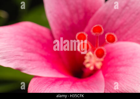 Photos de Marco pollen fleurs hibiscus rose hibiscus rosa-.(sinensis) Banque D'Images