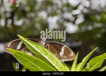 Beau papillon (mime commun ;chilasa clytia ) dans la nature Banque D'Images