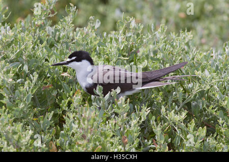 Sterne bridée (Onychoprion anaethetus) sur l'Île Penguin, l'ouest de l'Australie Banque D'Images