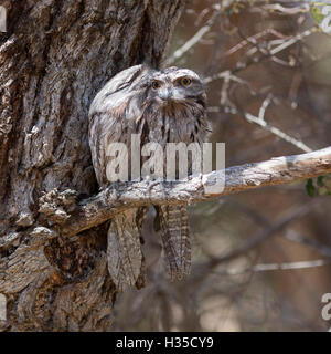 Une paire de fauve au repos (Podargus strigoides Frogmouths) dans les bois au bord du lac de l'ouest de l'Australie, Joondalup Banque D'Images