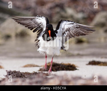 L'Huîtrier pie australienne (Haematopus longirostris) étend ses ailes après le bain dans l'océan Banque D'Images