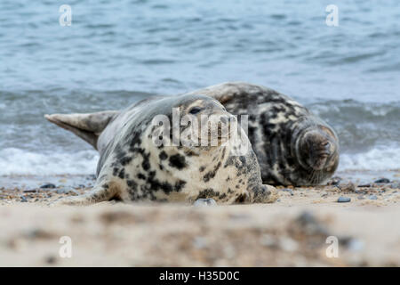 Phoque gris (Halichoerus grypus). Deux personnes au soleil sur la plage Banque D'Images