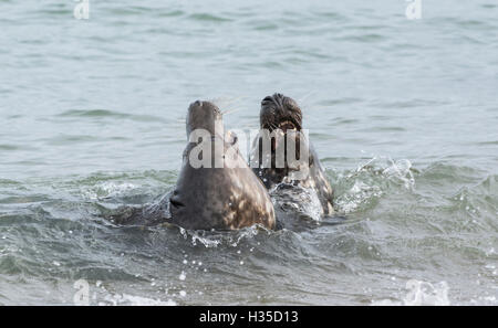 Phoque gris (Halichoerus grypus). Une paire de jeunes hommes sparring Banque D'Images