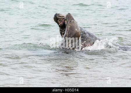 Phoque gris (Halichoerus grypus). Paire de jeunes hommes sparring Banque D'Images